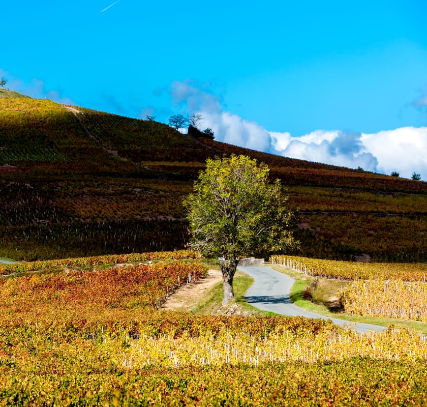 Vineyards in Fleurie, Beaujolais, France