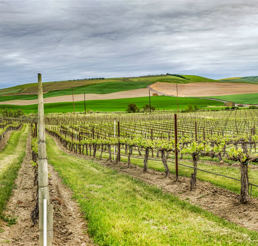 Vineyards in Walla Walla Valley, Washington